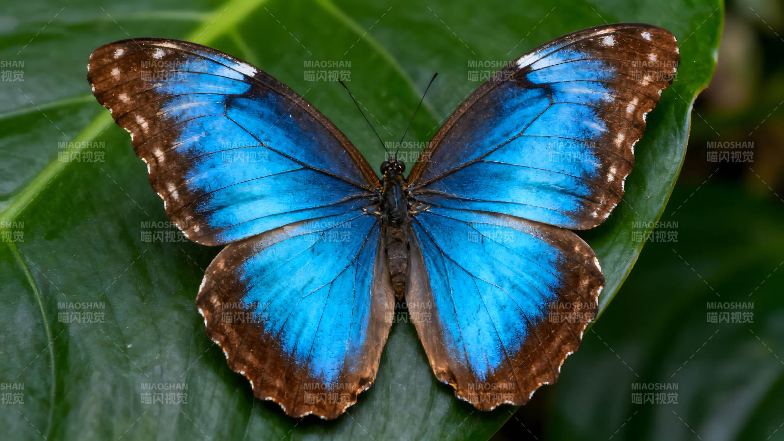 蓝色蝴蝶停留在绿色叶子上图片