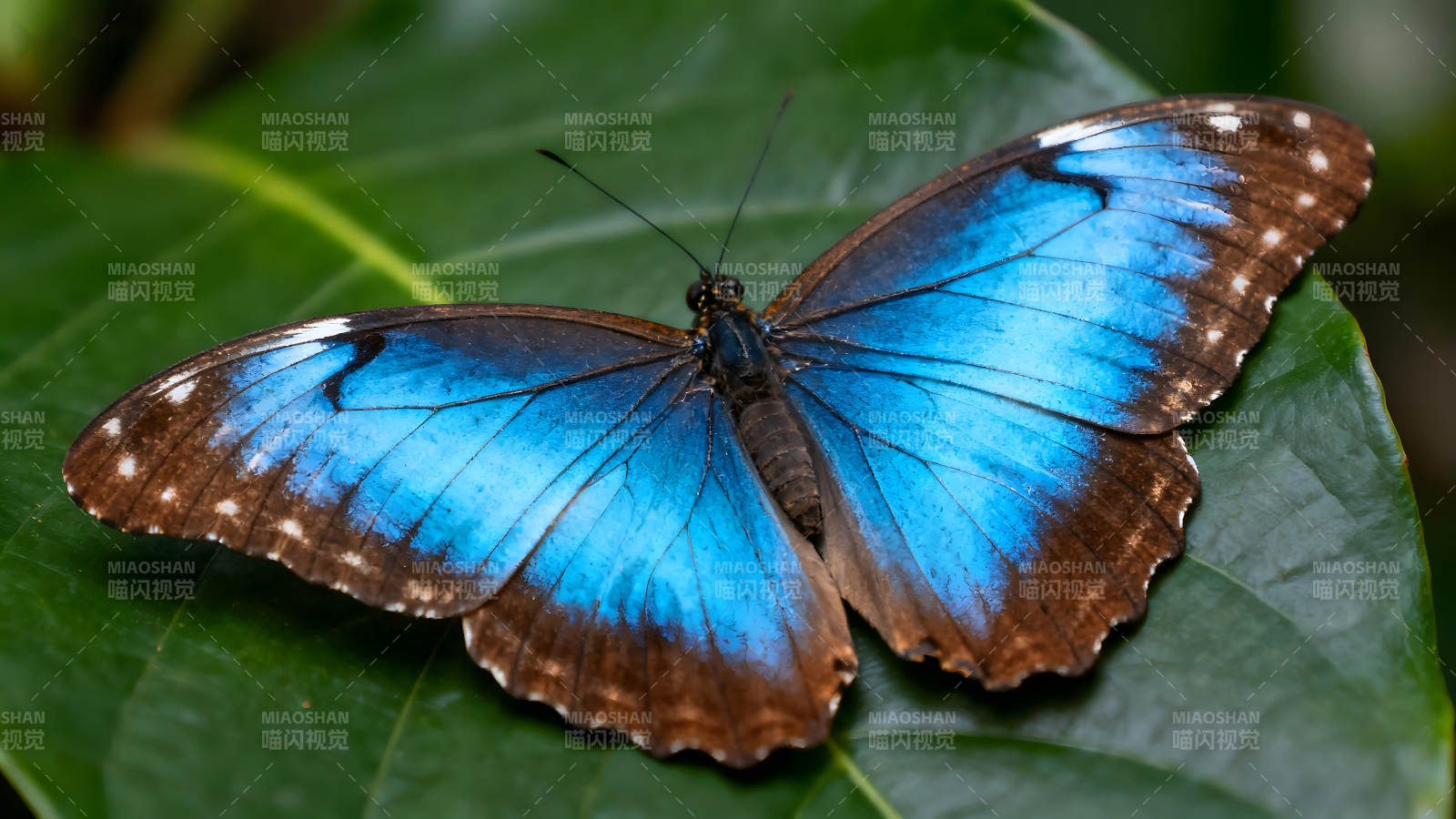 蓝色蝴蝶展开翅膀栖息在绿叶上图片