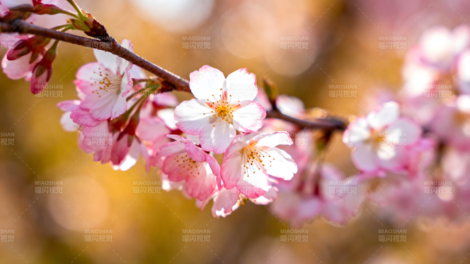 樱花盛开枝头春日浪漫景象图片