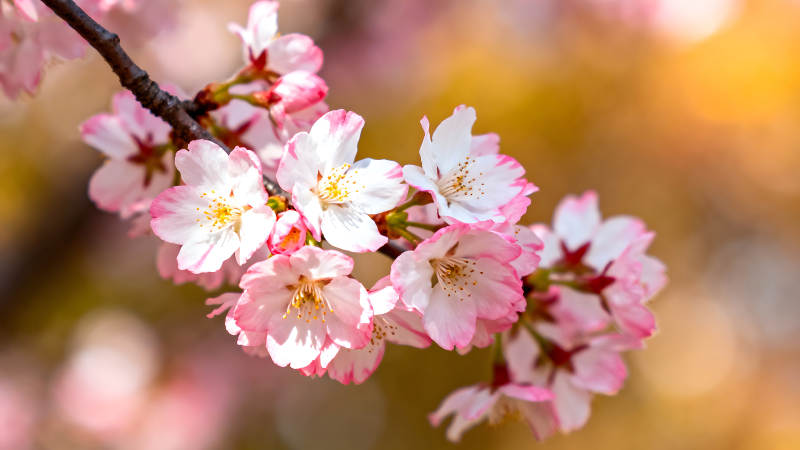 樱花盛开枝头特写图片