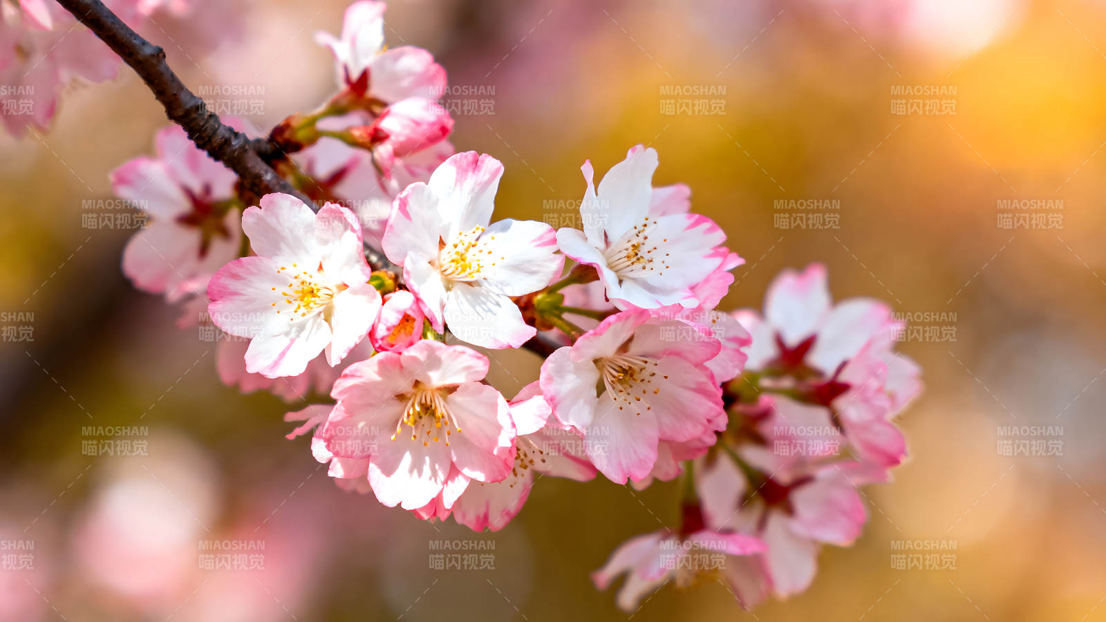 樱花盛开枝头特写图片