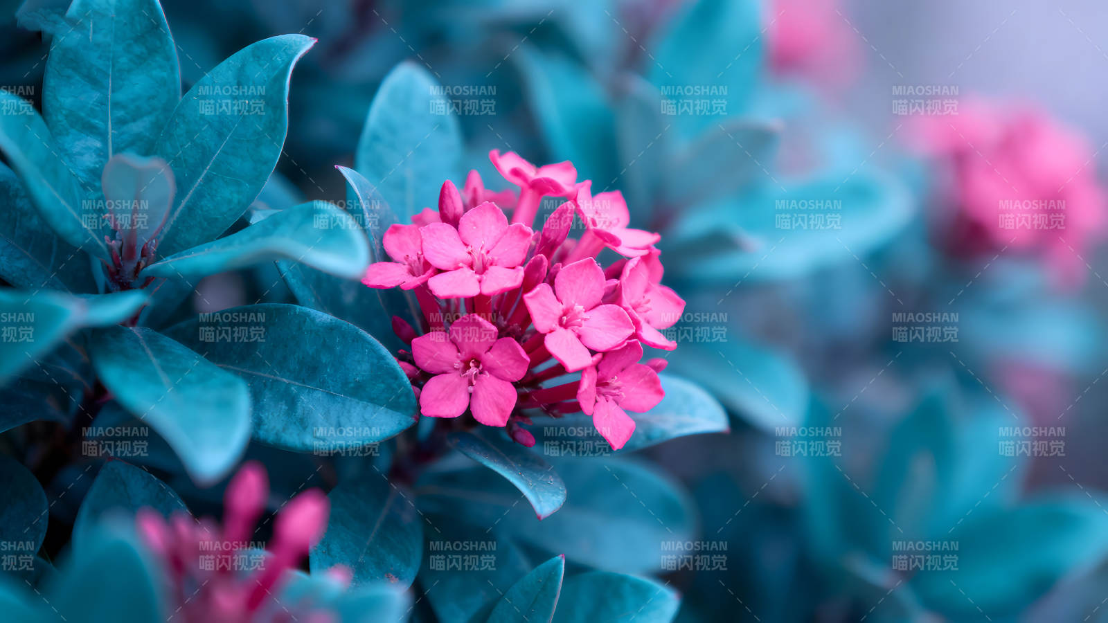 粉色花朵点缀蓝绿叶片图片