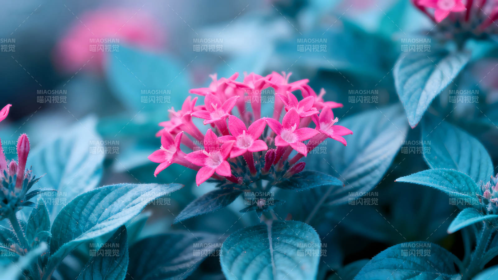 粉色花朵点缀蓝色叶片图片