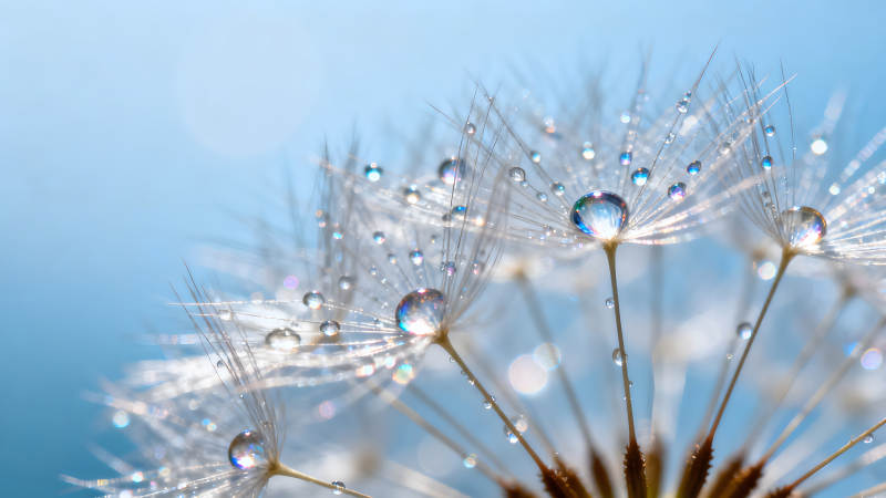 蒲公英的微观世界晶莹剔透的水珠图片