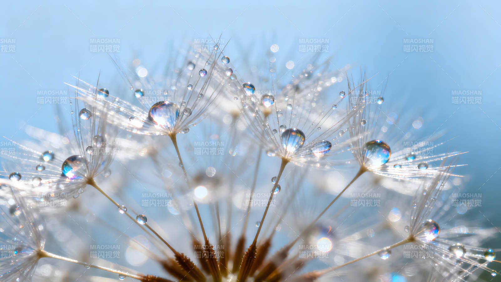 蒲公英上的水珠晶莹剔透如梦似幻图片