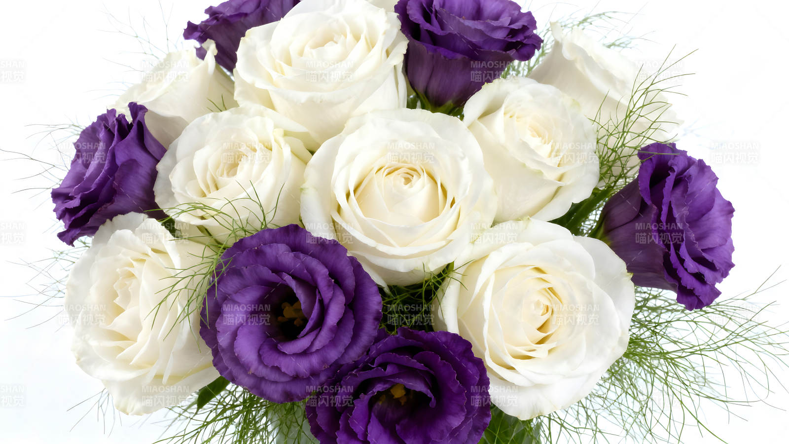 白玫瑰与紫花簇拥图片