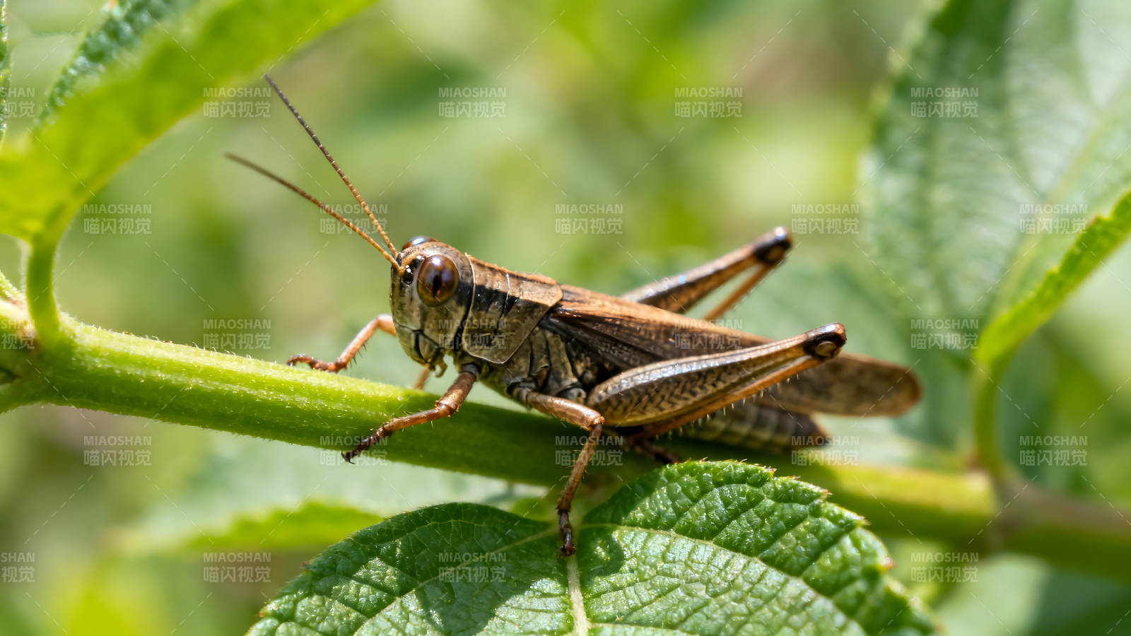草蜢趴在绿色植物上特写图片