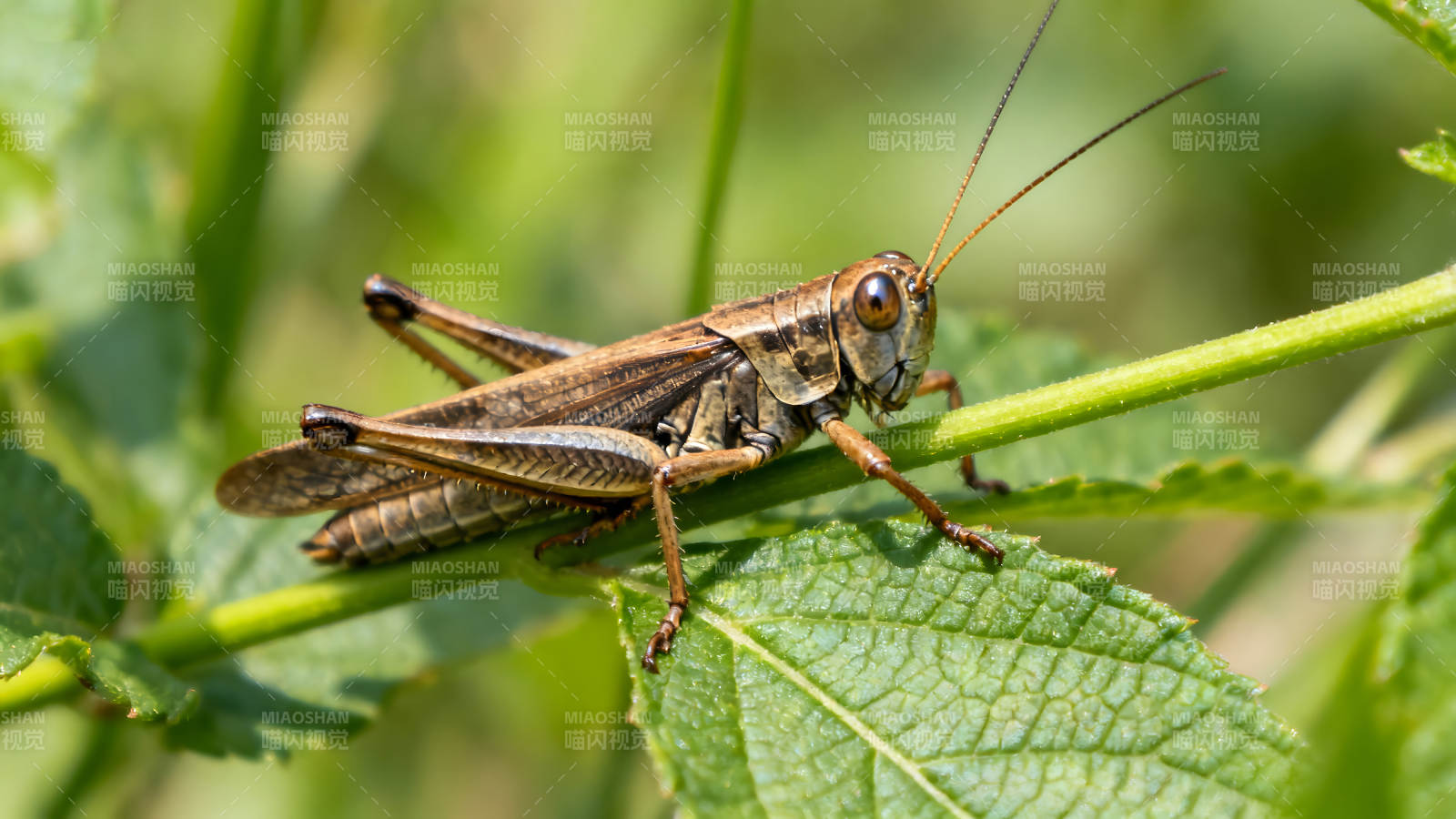 草叶上的蚱蜢特写图片