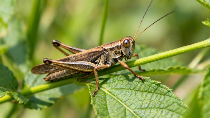 草叶上的蚱蜢特写图片