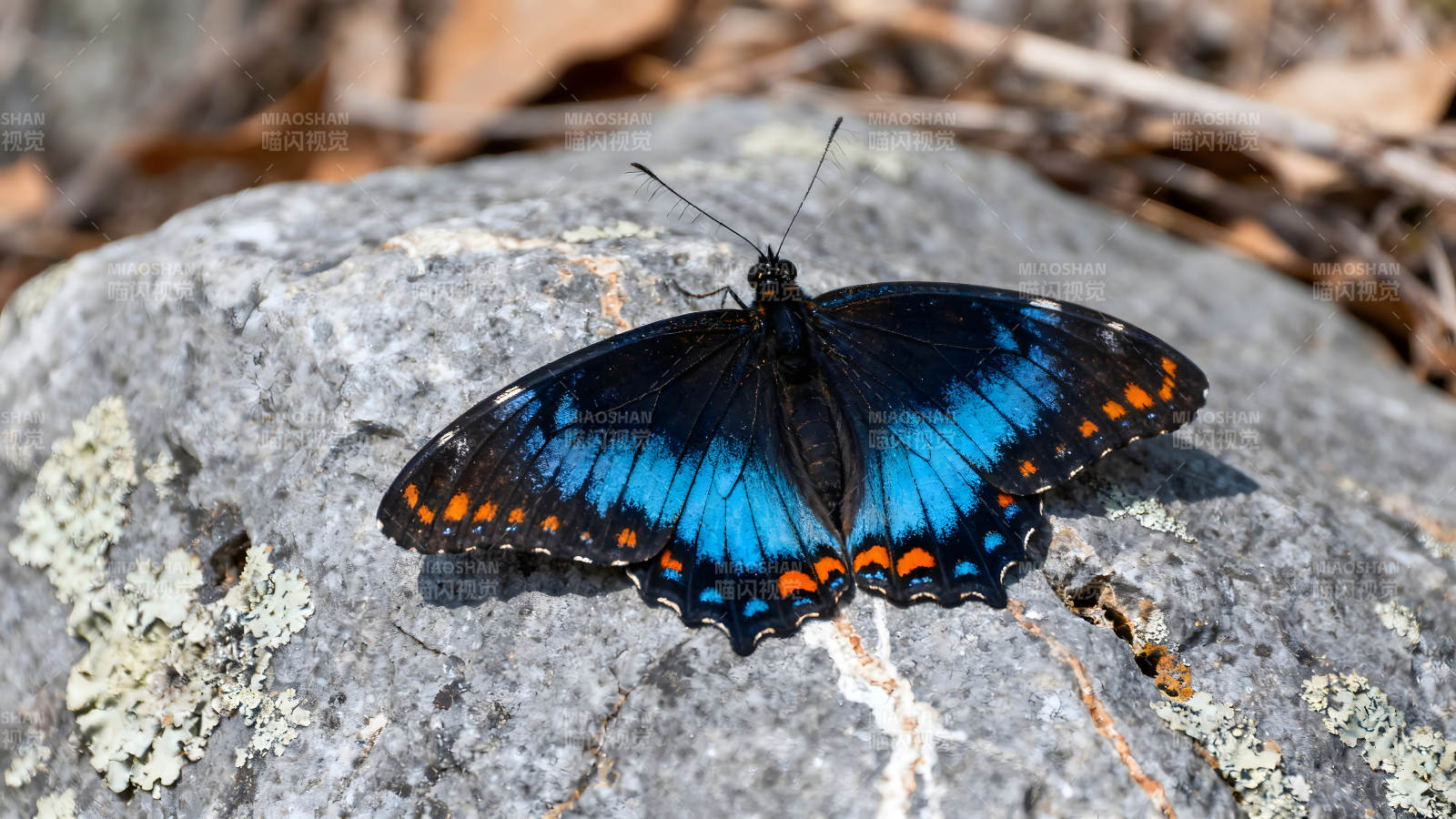 蝴蝶在石头上展开翅膀图片