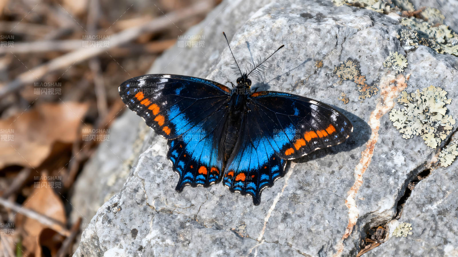 蝴蝶停在石头上色彩艳丽图片