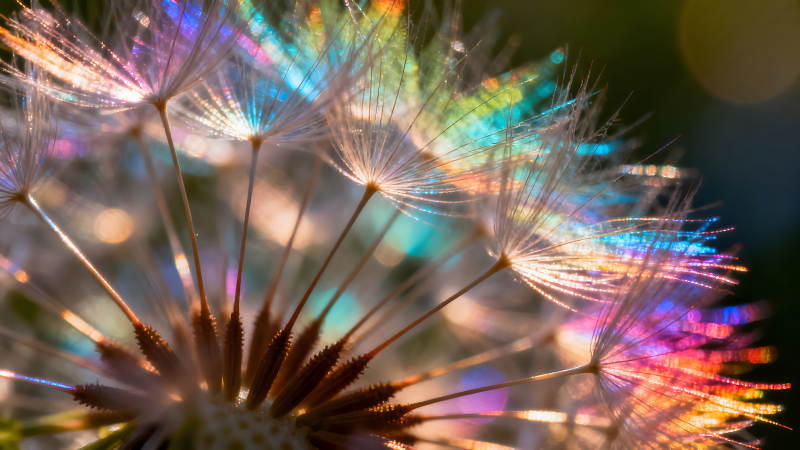 蒲公英微观世界色彩斑斓光影图片