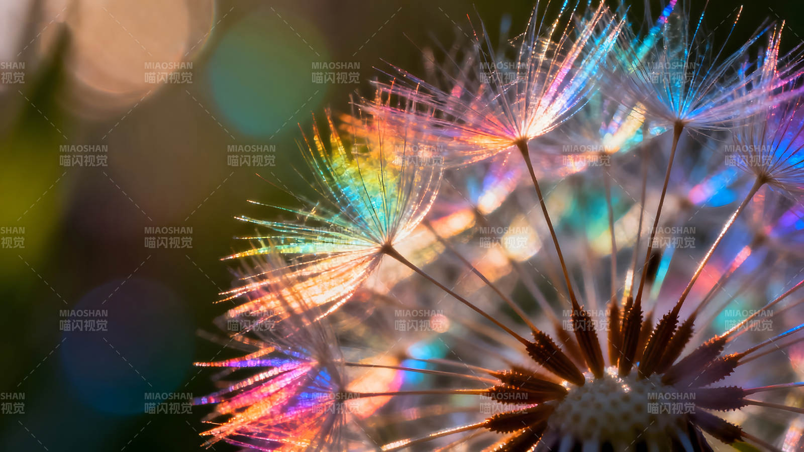 蒲公英的光影与色彩图片