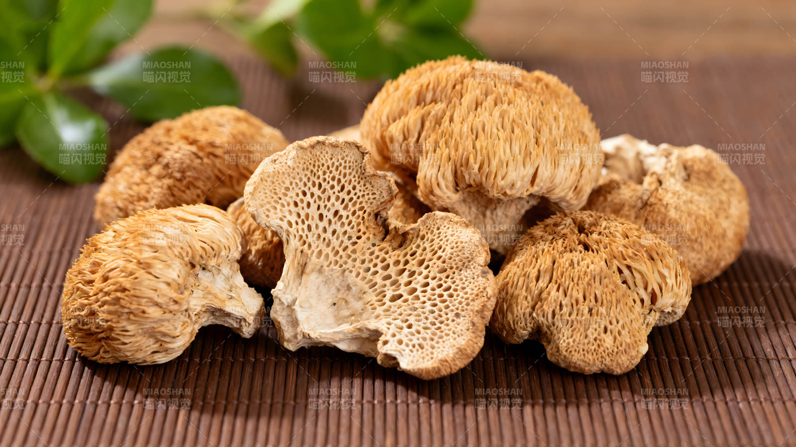 毛茸茸的猴头菇特写图片