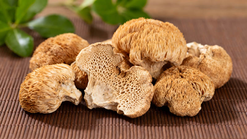 毛茸茸的猴头菇特写图片