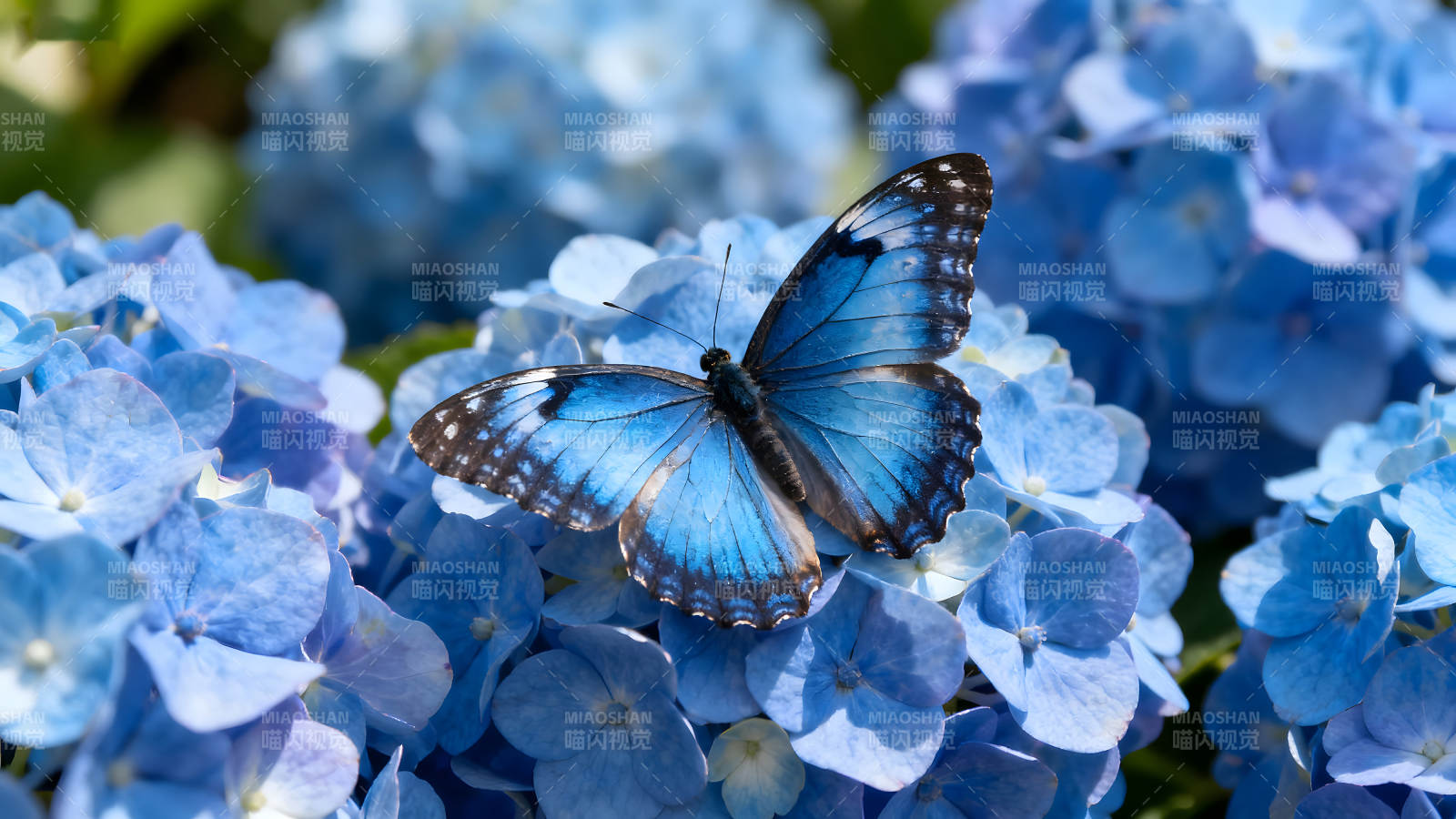 蓝蝴蝶栖息蓝绣球花上图片