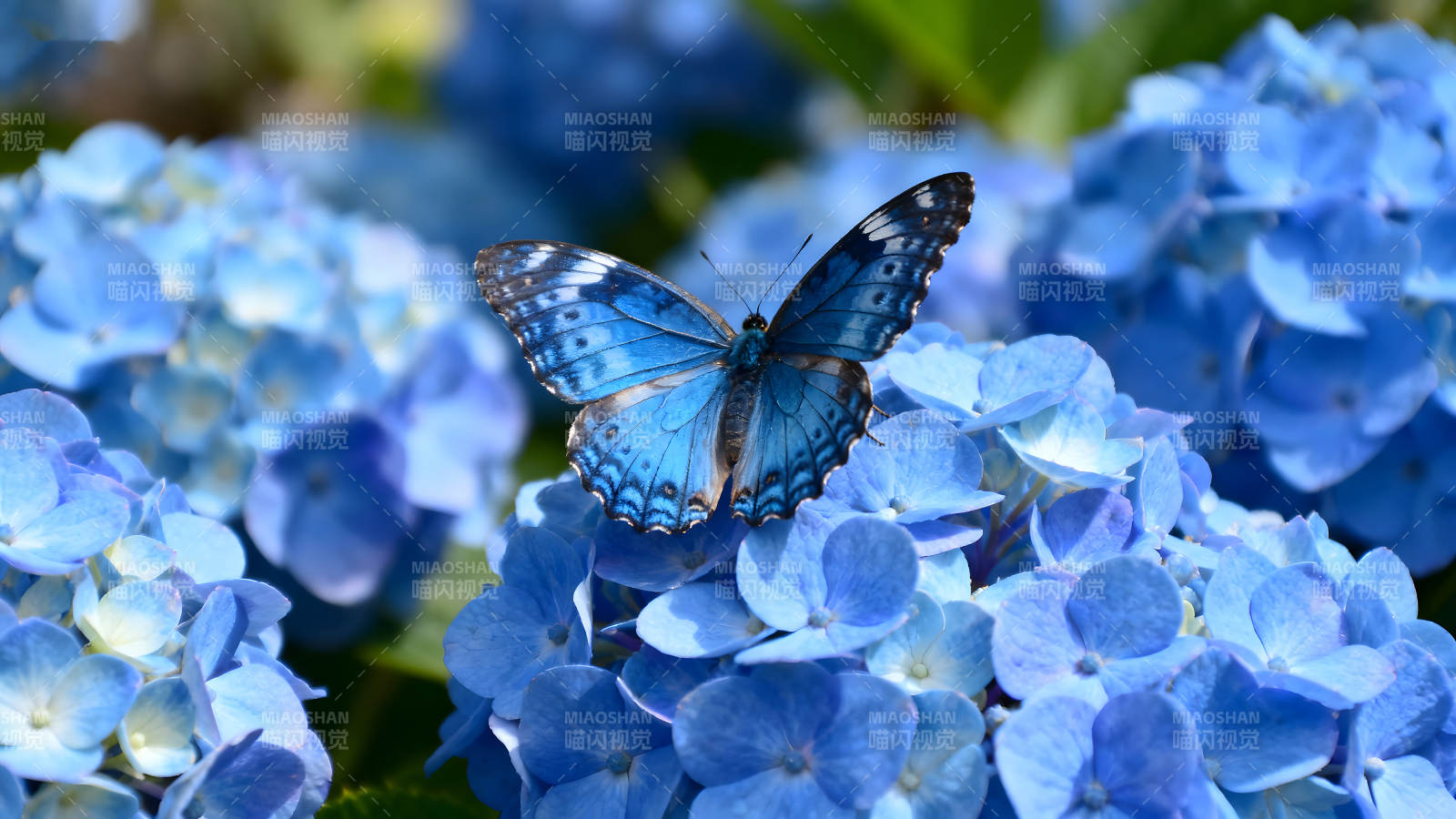 蓝蝴蝶停在蓝绣球花上图片