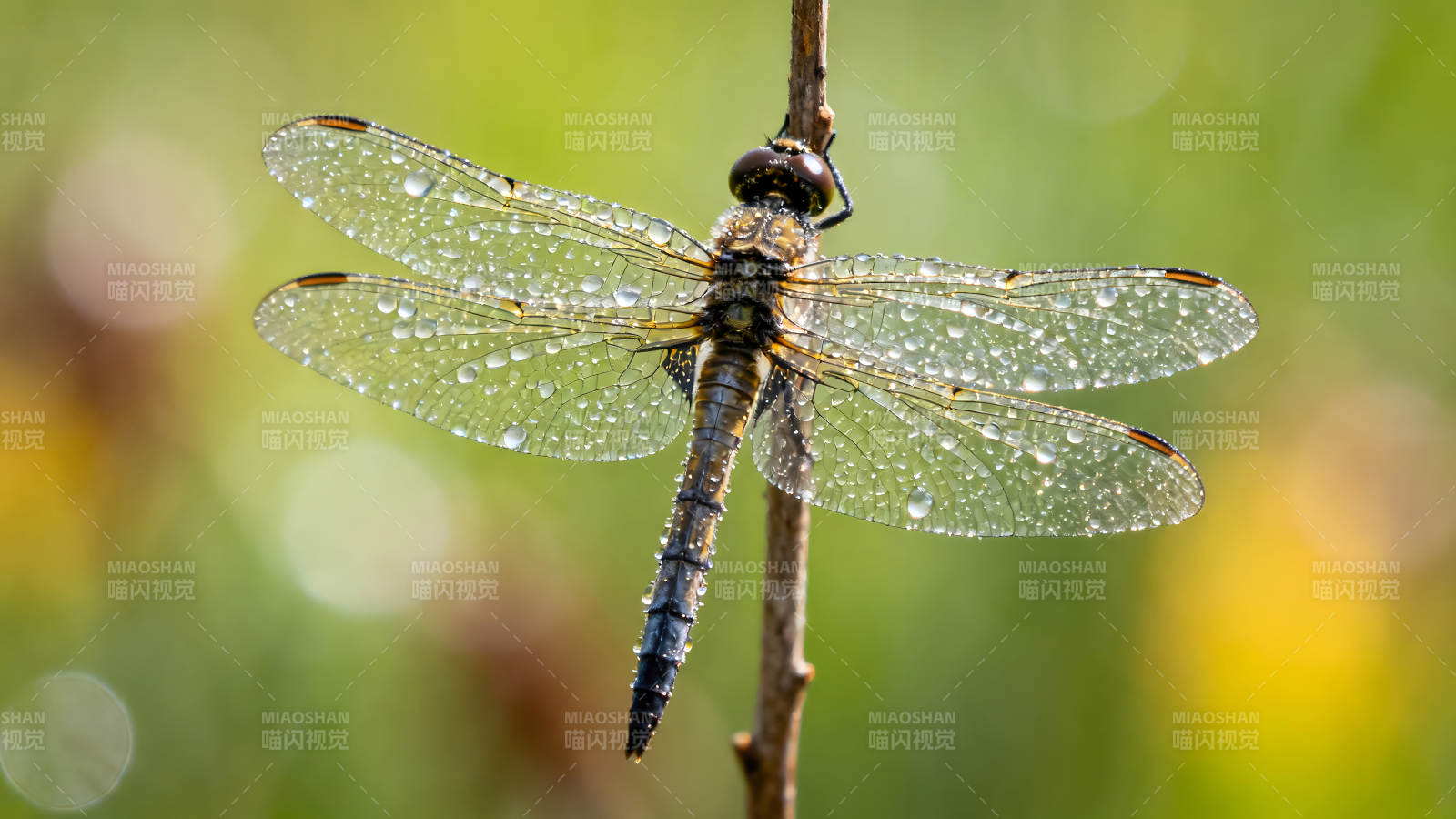 蜻蜓栖息枝头翅膀晶莹剔透图片