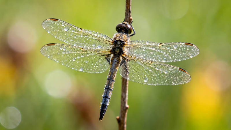 蜻蜓栖息枝头翅膀晶莹剔透图片