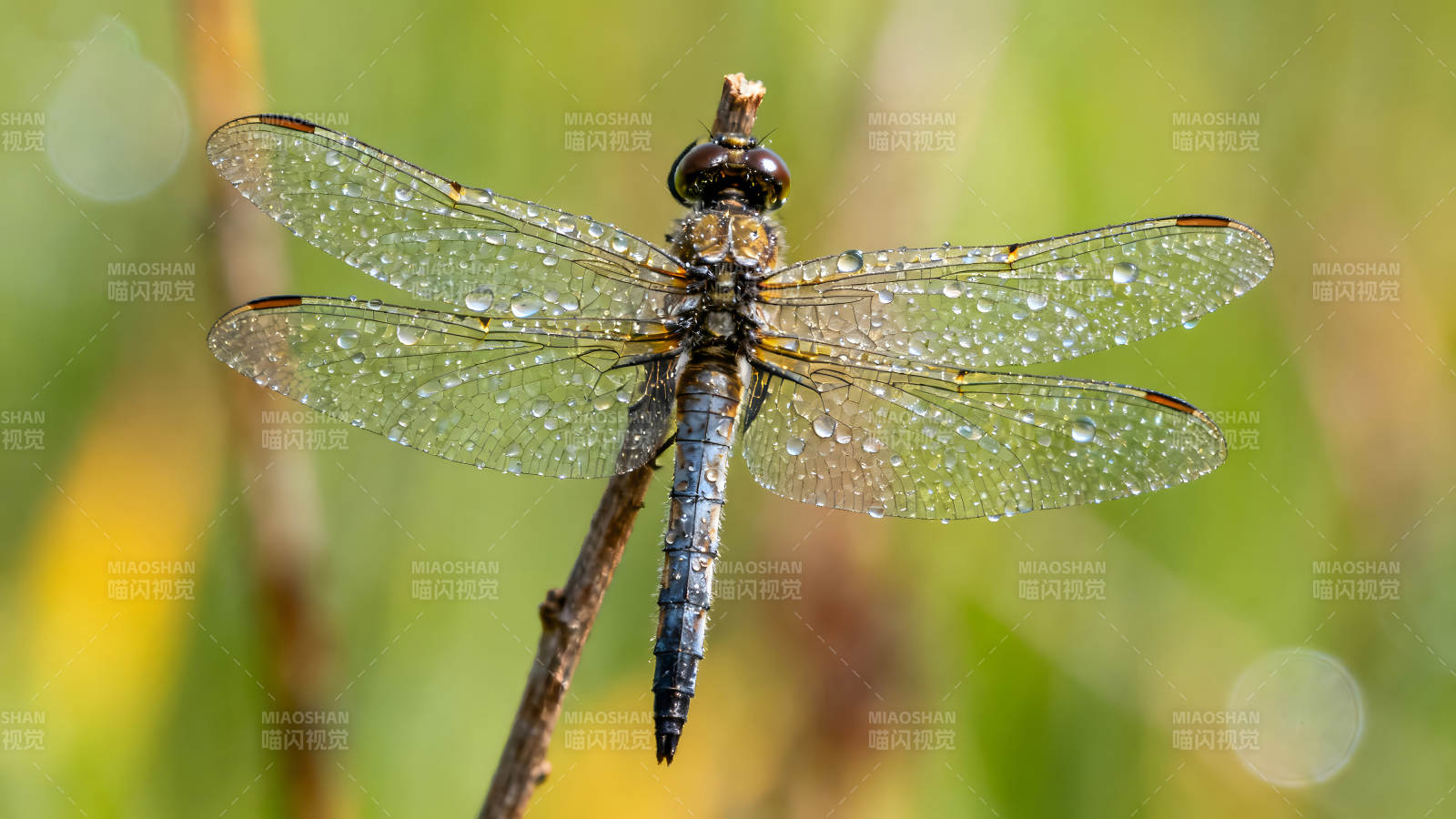 雨后蜻蜓栖息枝头图片