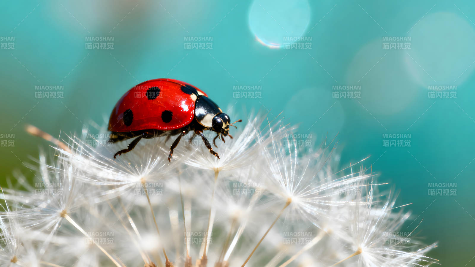 瓢虫栖息蒲公英上背景柔和色彩鲜艳图片