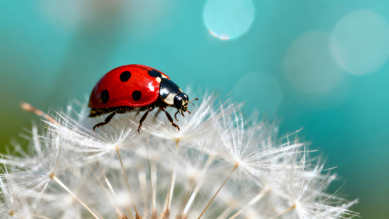 瓢虫栖息蒲公英上背景柔和色彩鲜艳图片