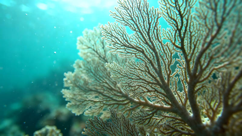 海底珊瑚丛生态环境图片