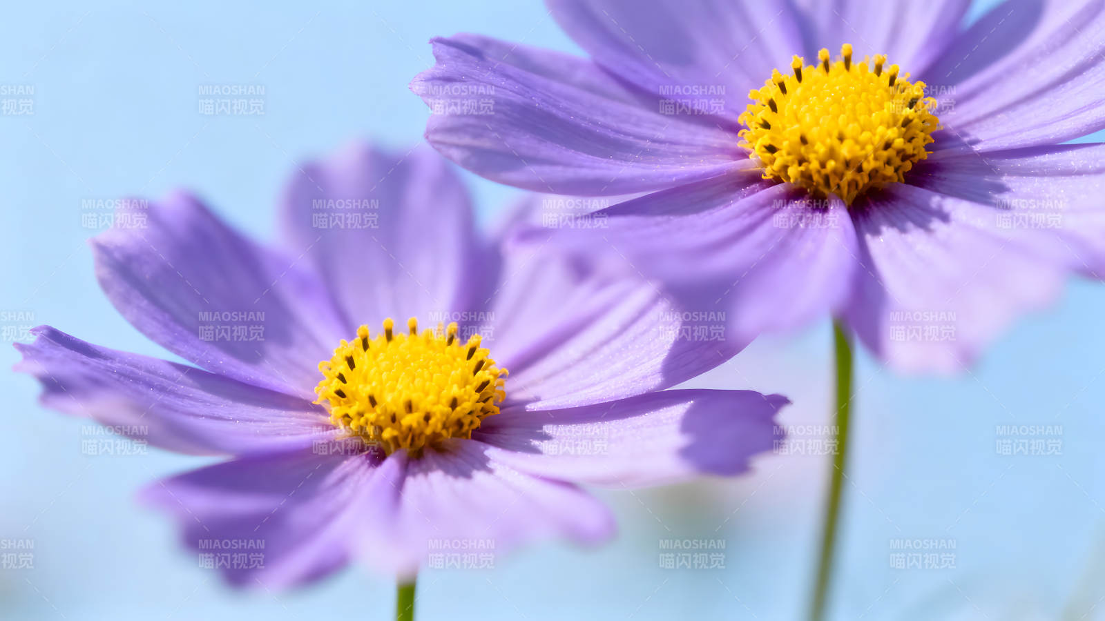 紫花盛开蓝色背景唯美展现图片