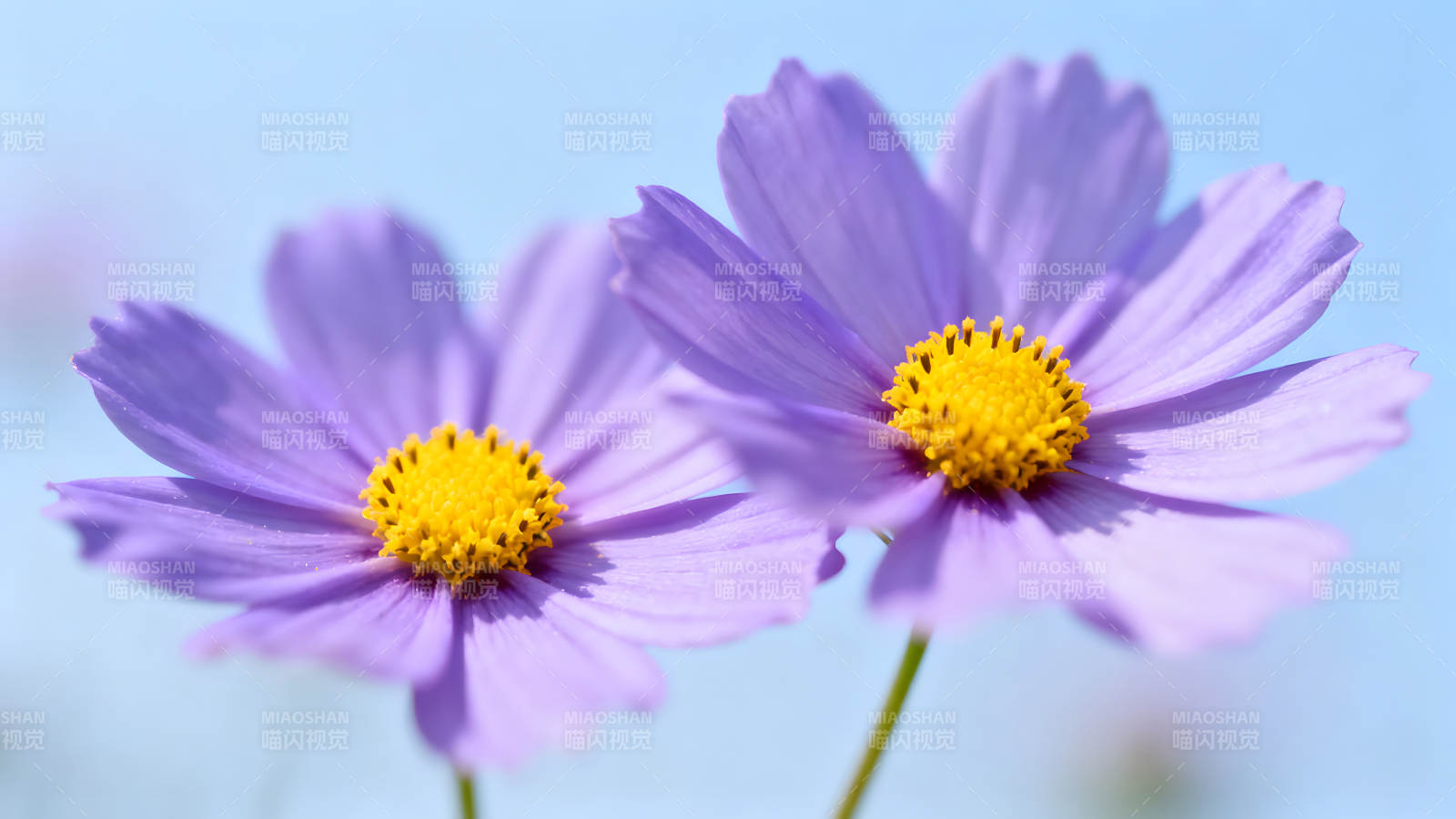 两朵紫色的花朵特写图片