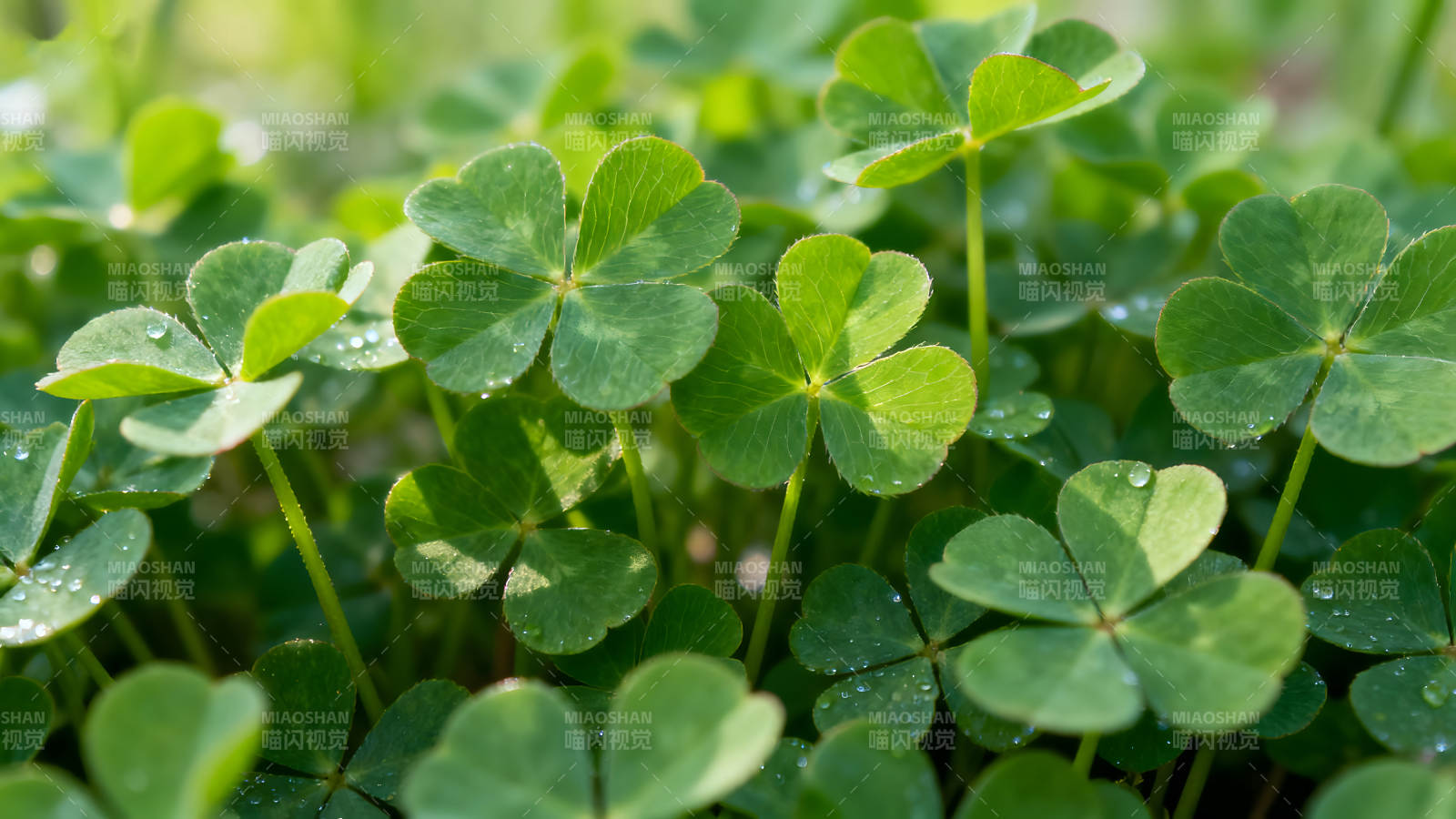 翠绿的三叶草在阳光下闪耀图片
