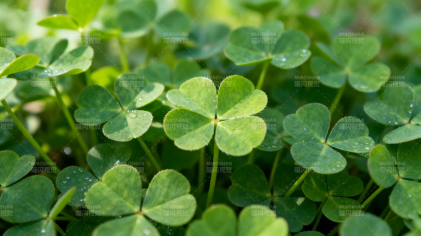 四叶草绿叶特写镜头图片