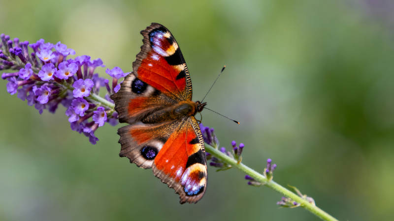 蝴蝶栖息在花朵上色彩鲜艳图片