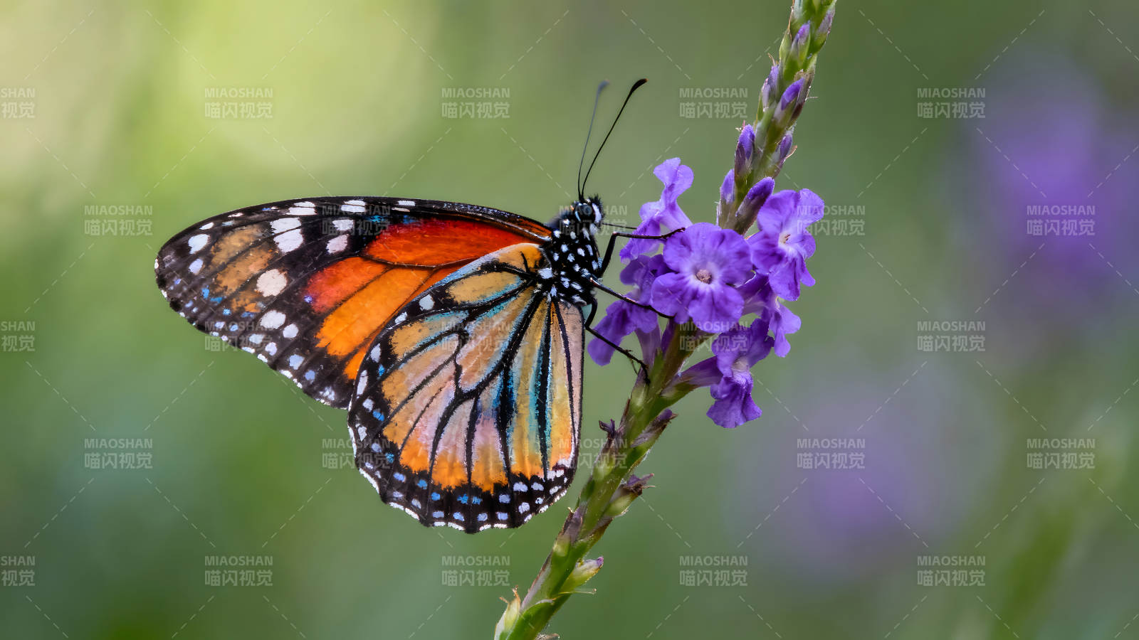 蝴蝶吸蜜花朵色彩鲜艳和谐图片