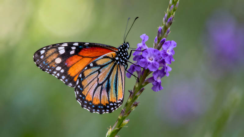 蝴蝶吸蜜花朵色彩鲜艳和谐图片