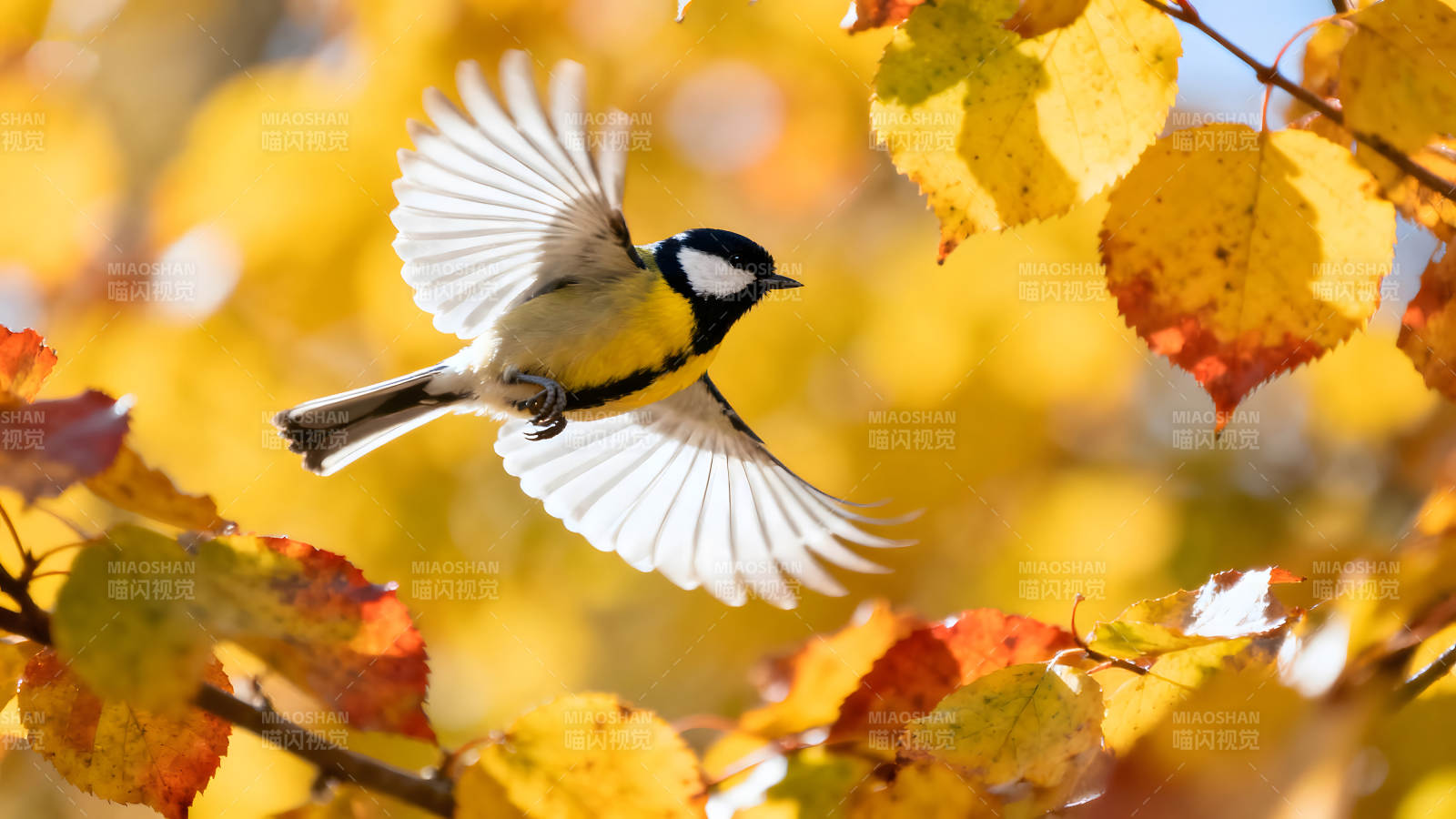 飞鸟黄色树叶秋日风光图片