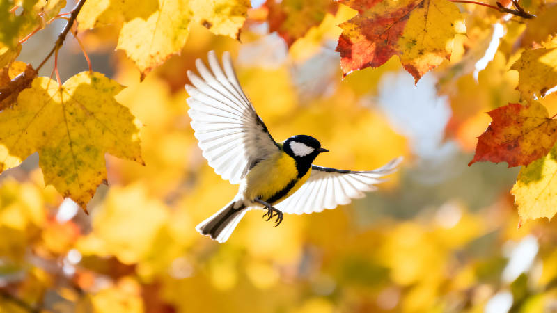 秋叶中飞翔的鸟儿图片