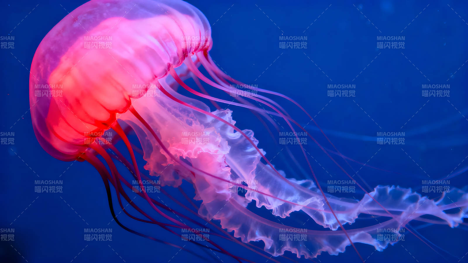 粉色水母在蓝色海洋中游动图片