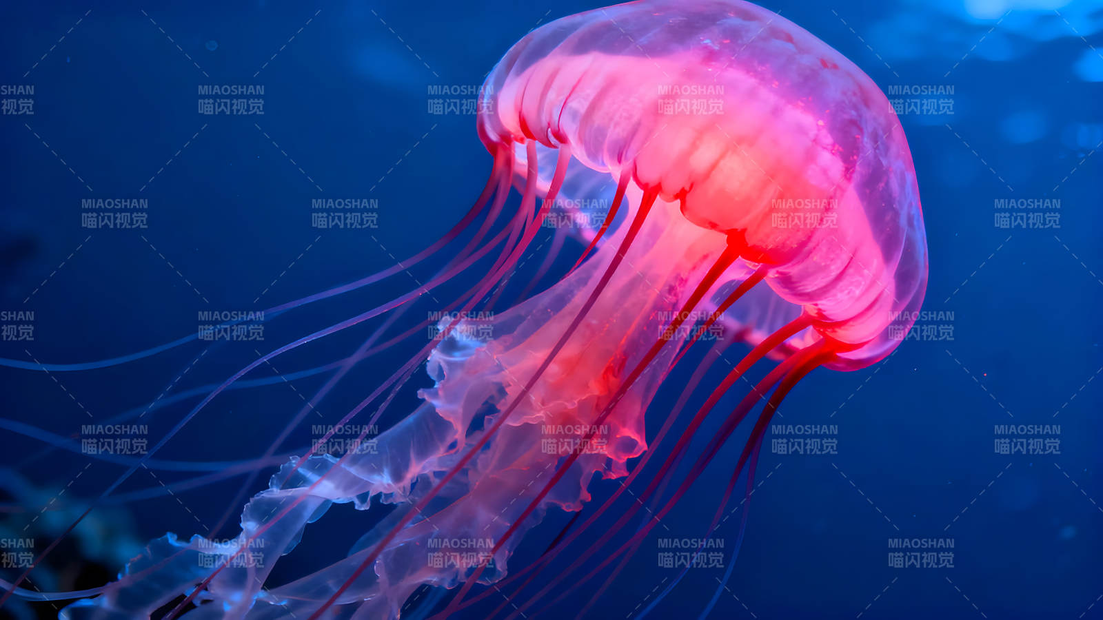 粉色水母在深蓝海水中漂浮图片