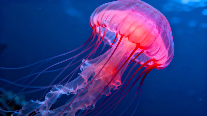 粉色水母在深蓝海水中漂浮图片