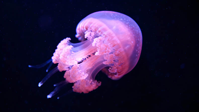 粉色水母在深邃的黑暗背景下漂浮图片