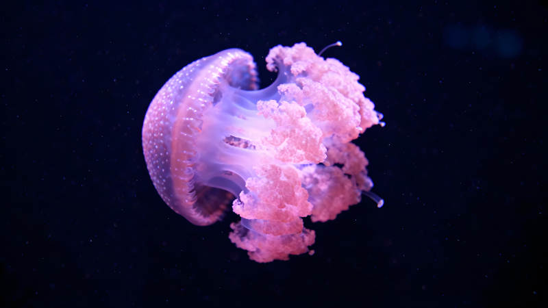 粉色水母在深海中漂浮图片