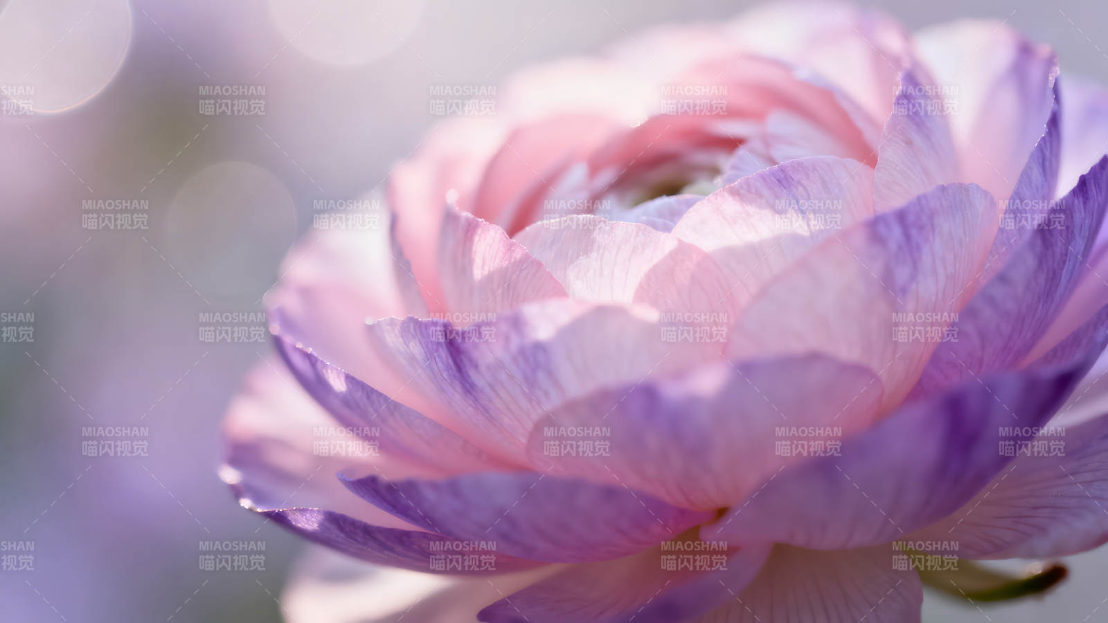 梦幻花瓣特写柔和光影图片