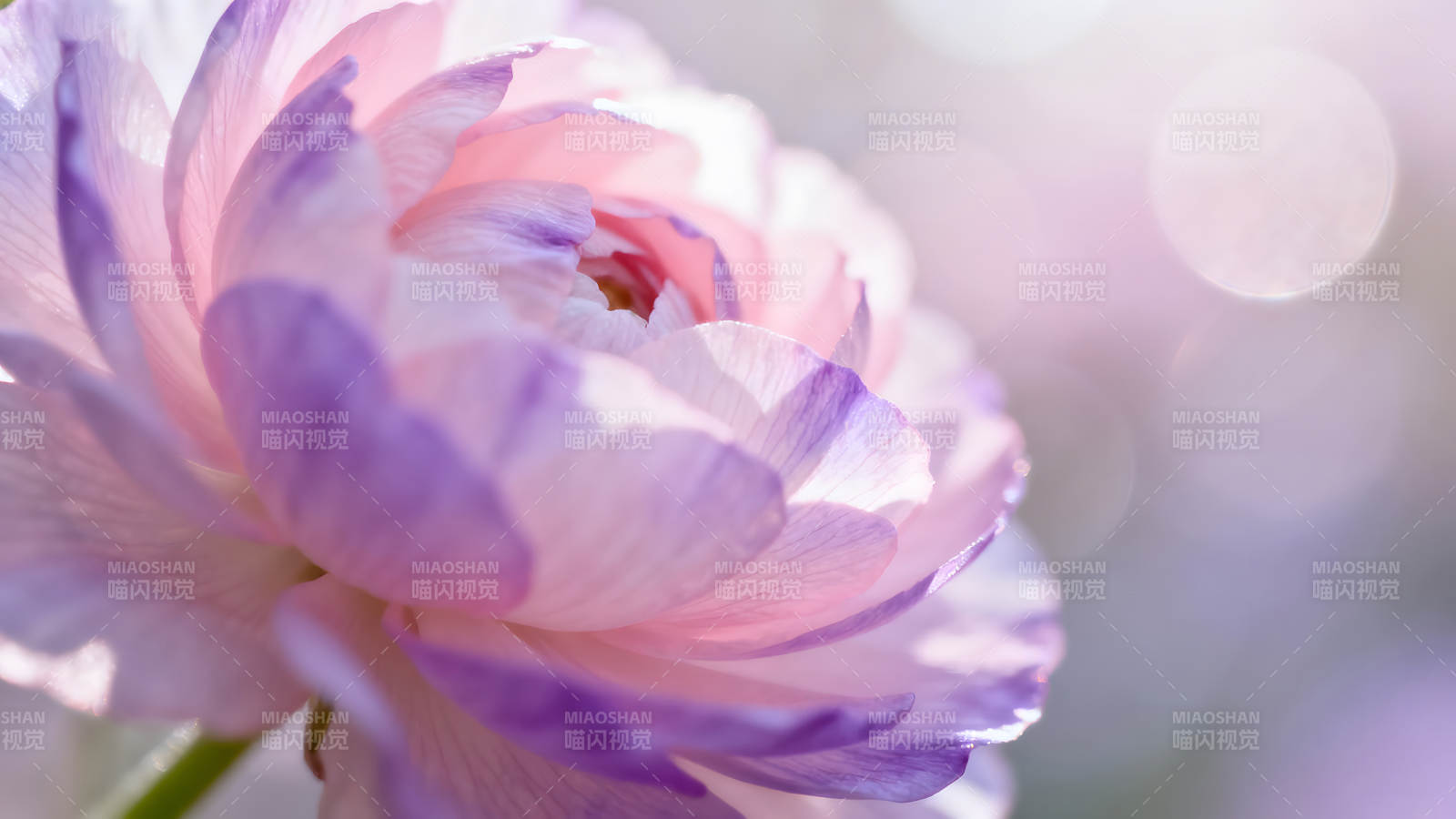 柔和梦幻的花朵特写图片