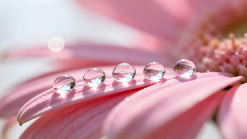 花瓣上的水珠晶莹剔透美丽动人图片