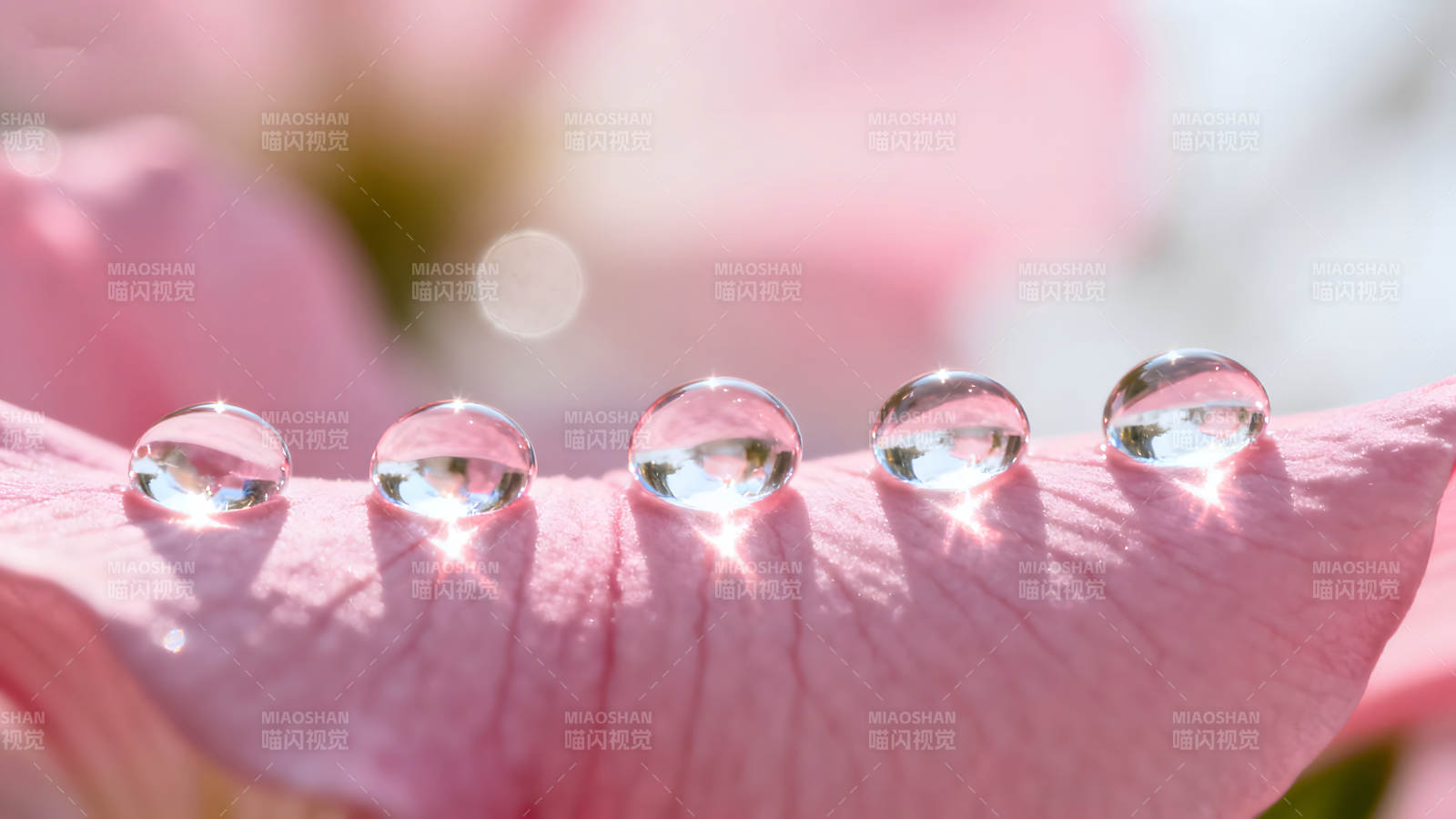 花瓣上的水珠晶莹剔透图片