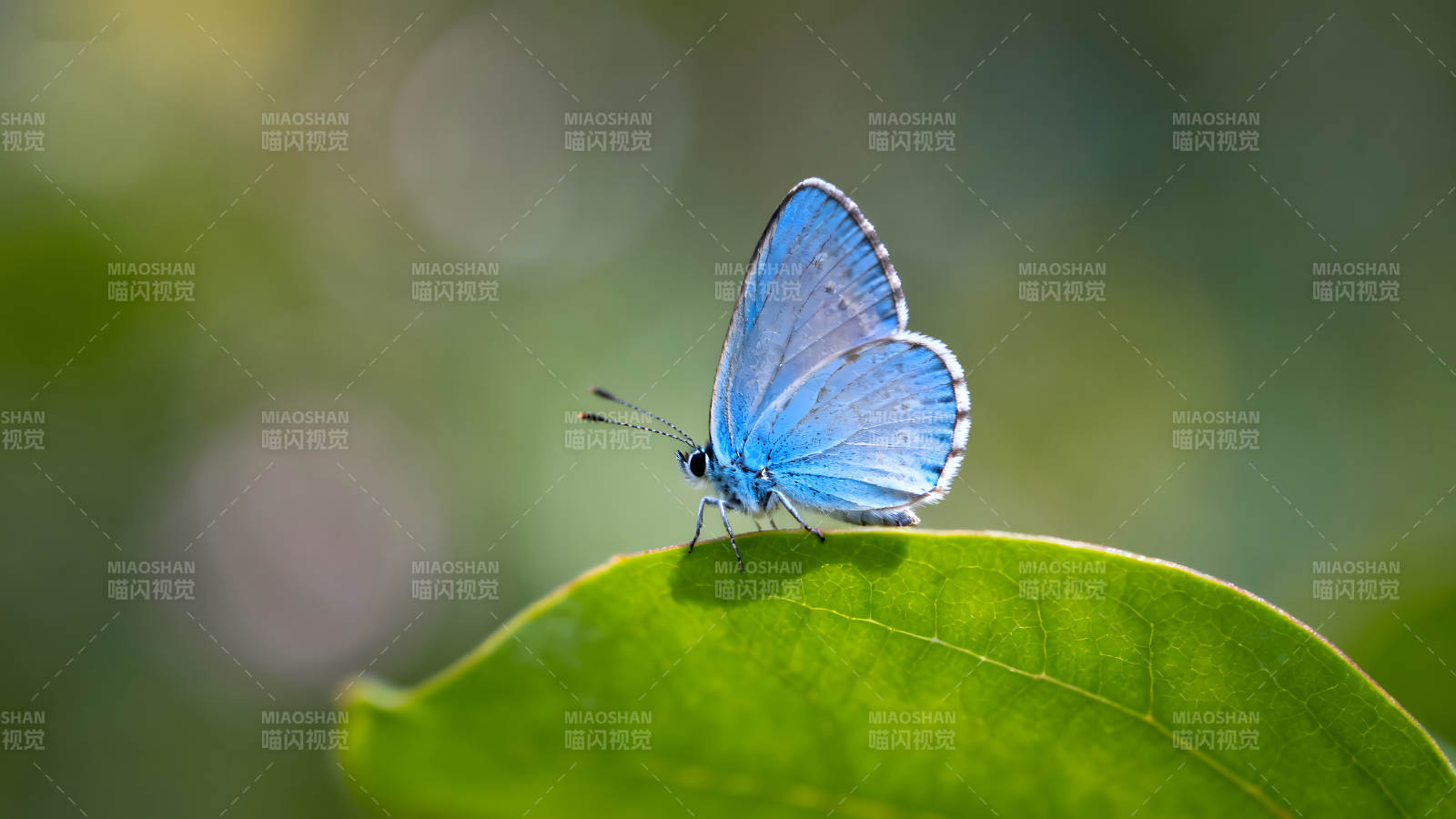 蓝蝴蝶栖息在绿叶上图片