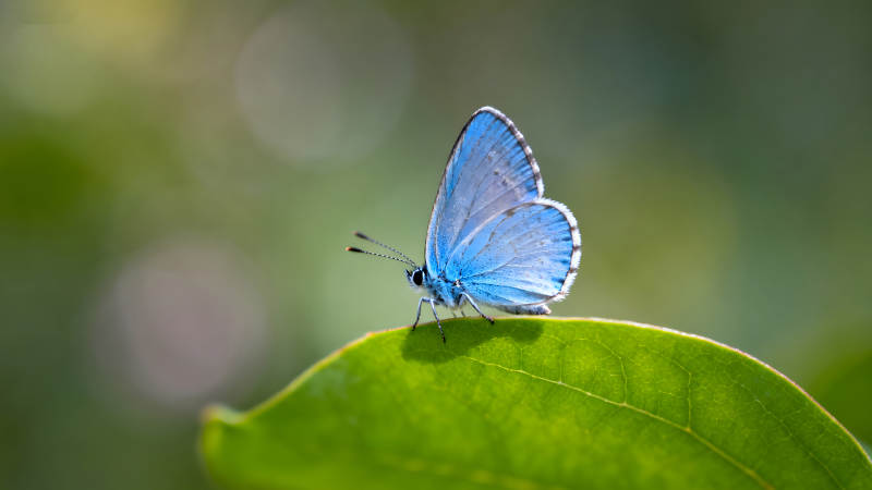 蓝蝴蝶栖息在绿叶上图片