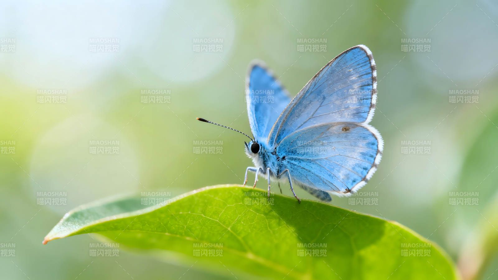 蓝色蝴蝶栖息在绿叶上图片