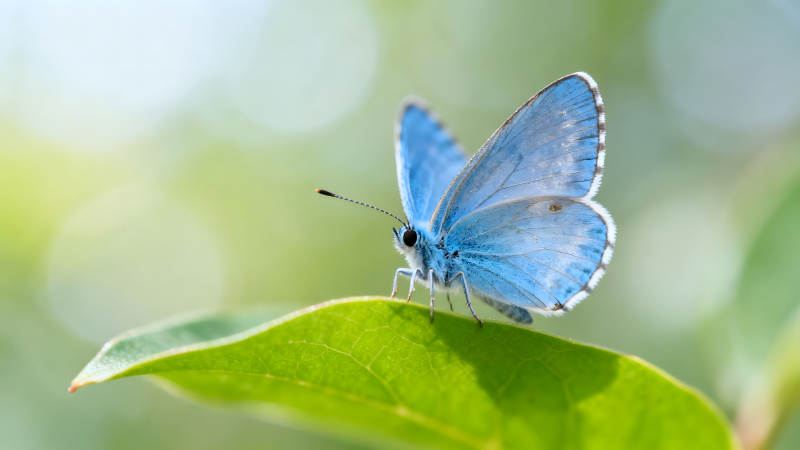 蓝色蝴蝶栖息在绿叶上图片