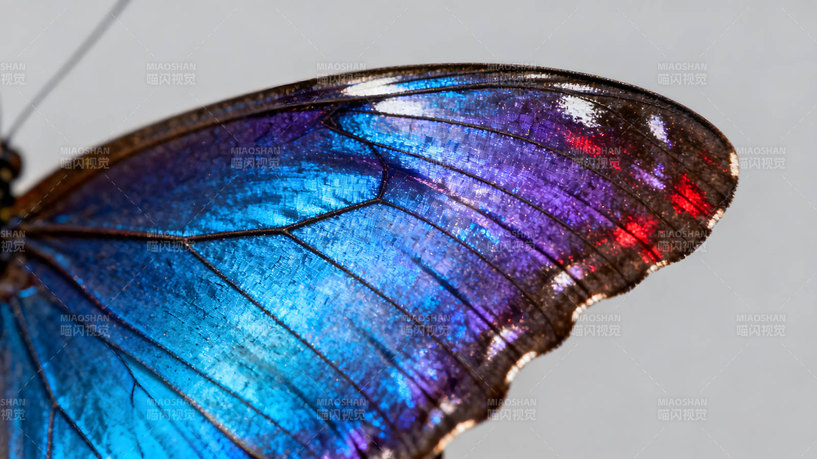 蝴蝶翅膀的绚丽色彩展示图片